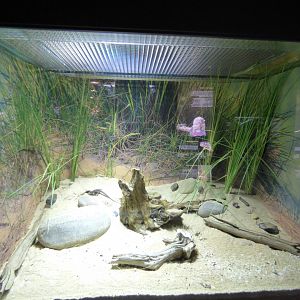Sand Lizard Vivarium