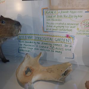 Jaw bone of Gracie the Hippo from Belle Vue Zoo