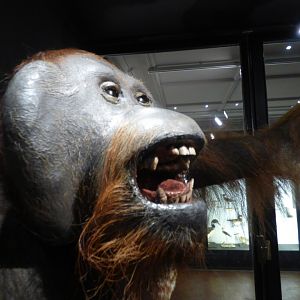 Stuffed Male Orangutan