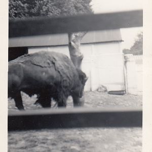Bison, July 1955