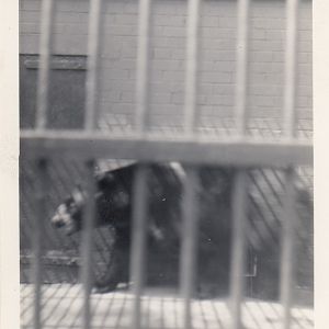 Bear, July 1955