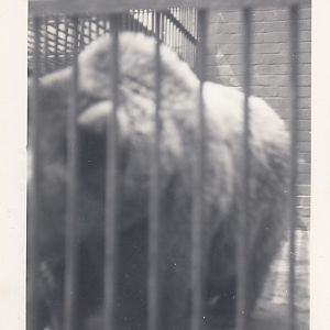 Bear, July 1955
