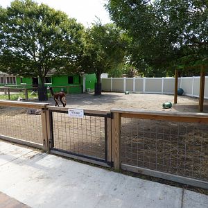 Kids Farm - Alpaca Exhibit