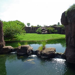 African Lion Exhibit
