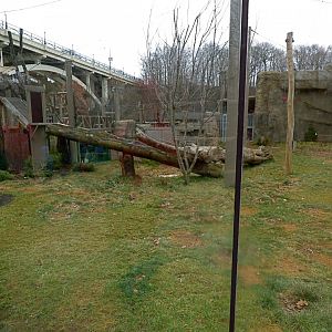 Amur Tiger Exhibit - January 2017