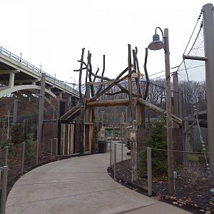 Amur Tiger Exhibit - January 2017