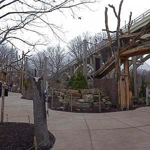 Amur Tiger Exhibit - January 2017