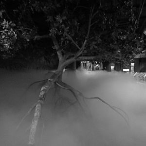Indian Crested Porcupine Exhibit (Rainforest Building) - January 2017