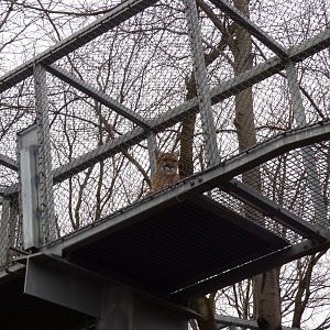 Cougar in Animal Trail (Looking at Gorilla) - January 2017