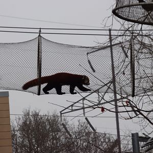 Red Panda in Treetop Trail - January 2017