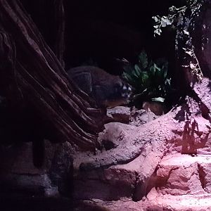 Humboldt's night monkey