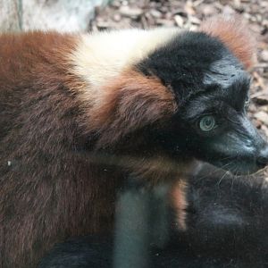 Red ruffed lemur