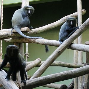 Hamlyn's monkeys