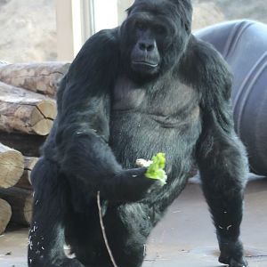 Eastern lowland gorilla