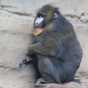 Mandrill