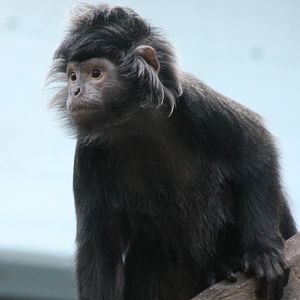 Javan langur