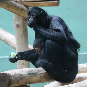 Brown-headed spider monkey with young