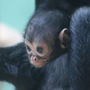 Baby Brown-headed spider monkey