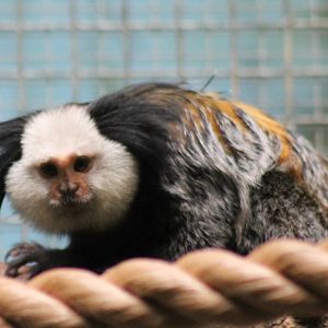 Geoffroy's marmoset