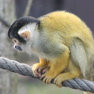 Bolivian squirrel monkey