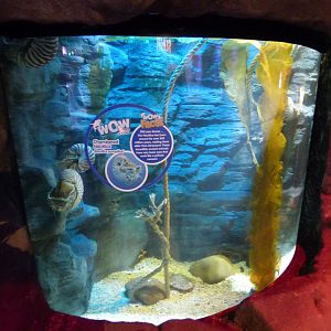 Chambered Nautilus in "Octopus Hideout"