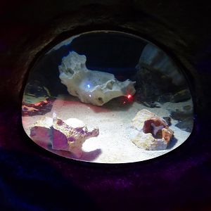 European Cuttle Fish Exhibit in "Octopus Hideout"