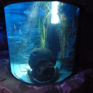 Common Octopus Exhibit in "Octopus Hideout"