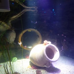 Giant Pacific Octopus Exhibit in "Octopus Hideout"