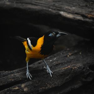 ID-Dallas World Aquarium