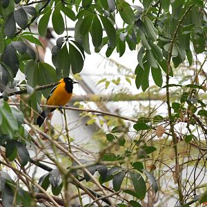 ID?- Dallas World Aquarium