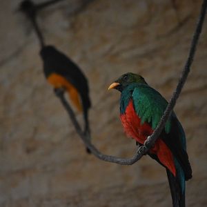 Quetzal (Golden Headed?) with Unspecified Trogon (Either black or white tailed)