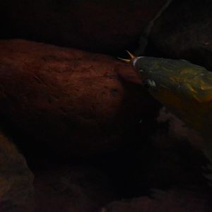 Asian Arowana- Dallas World Aquarium
