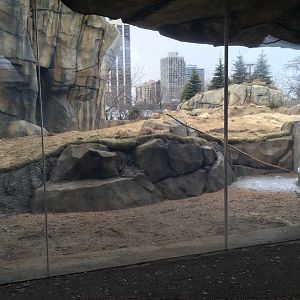 Walter Family Arctic Tundra - Second Polar bear yard - View 1