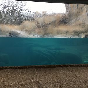 Walter Family Arctic Tundra - Underwater Viewing