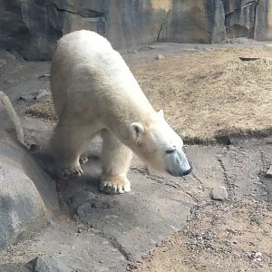 Walter Family Arctic Tundra- Siku The Polar Bear