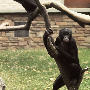 Bonobos 1973