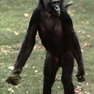 Bonobo with missile 1973