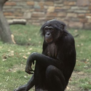 Bonobo 1973