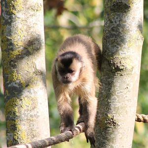 Black-capped / Bearded capuchin ?