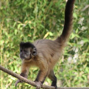 Black-capped / Bearded capuchin ?