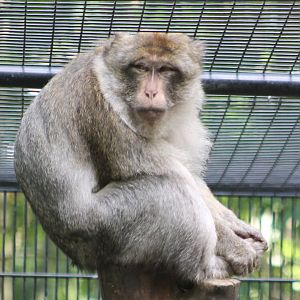 Barbary monkey
