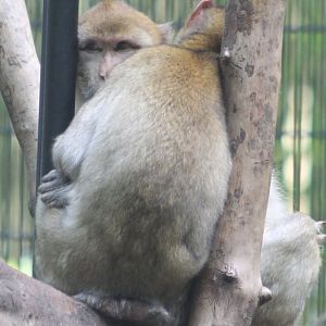 Barbary monkeys