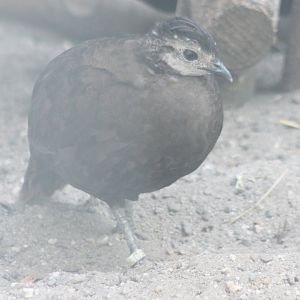 Palawan peacock-pheasant Female