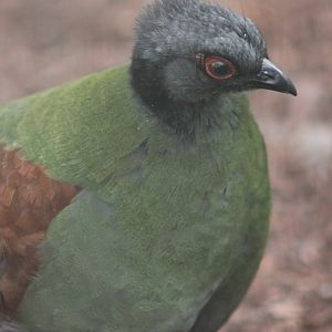 Crested wood-partridge Female