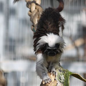 Cotton-top tamarin