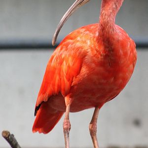 Scarlet ibis