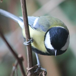 IMG_1124 Great Tit