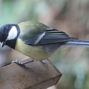 IMG_1128 Great Tit