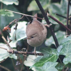 IMG_1132 European Wren