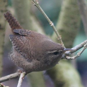 IMG_1135 European Wren